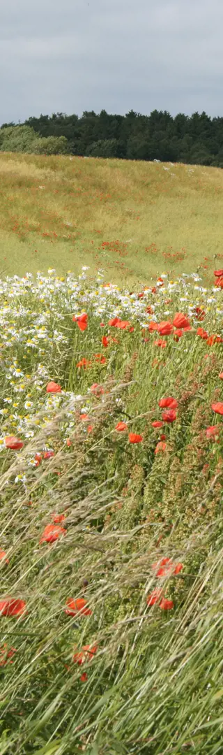 Roter Mohn